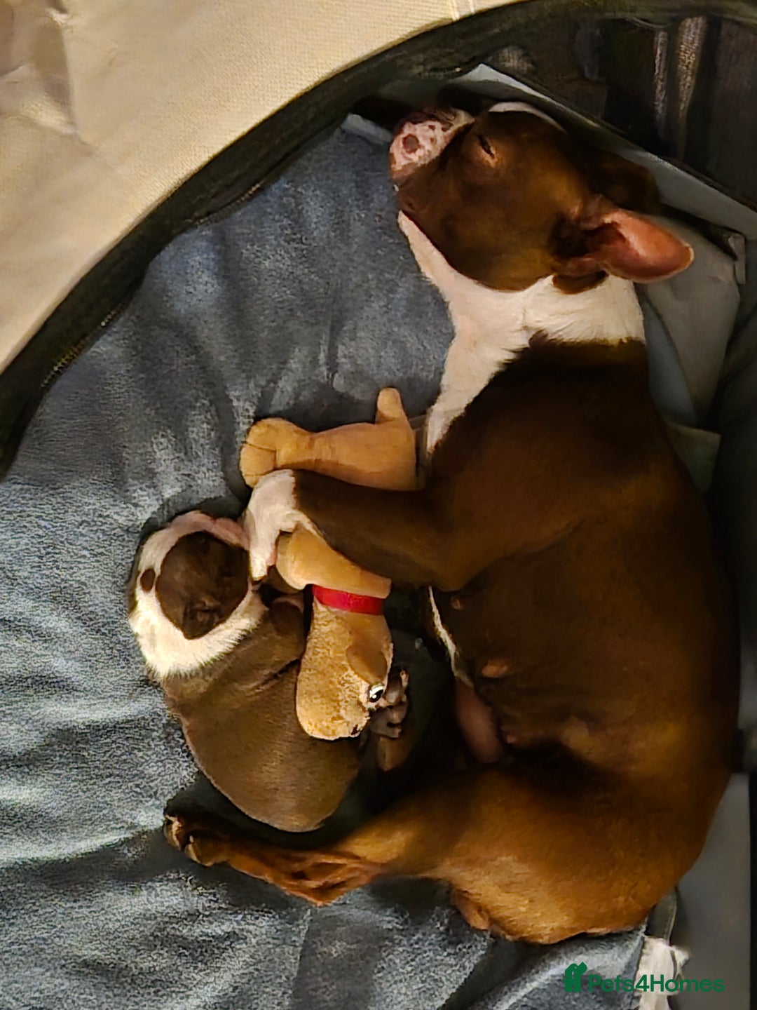 Boston Terrier dogs for sale: Red & white male Boston terrier - Image 4