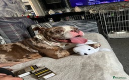 American Bully dogs for sale: 2 year old chocolate merl American pocket bully - Image 1