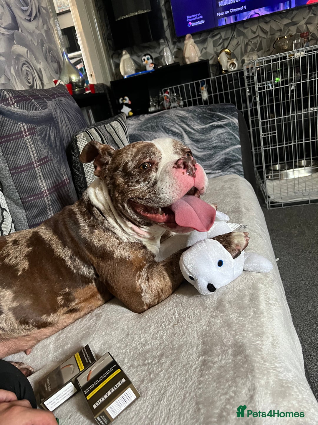 American Bully dogs for sale: 2 year old chocolate merl American pocket bully - Image 1