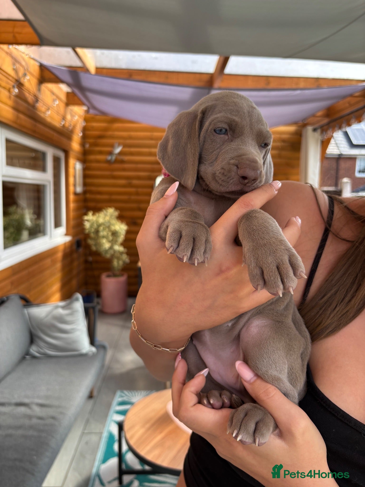 Weimaraner dogs 🩶Beautiful Silver KC Registered Weimaraner’s - Advert 10