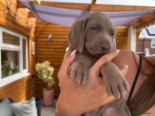 Weimaraner dogs 🩶Beautiful Silver KC Registered Weimaraner’s - Advert 12