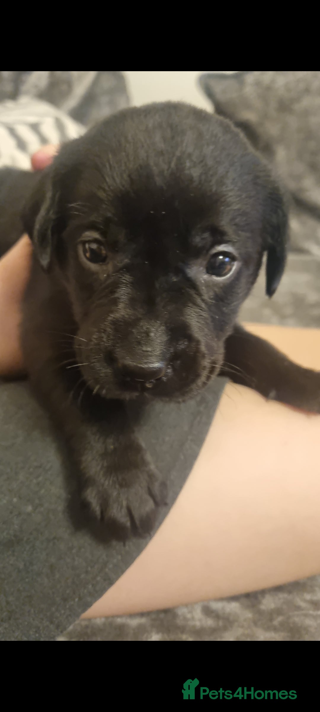 Labrador Retriever dogs for sale: Beautiful chunky labrador puppies - Advert 9