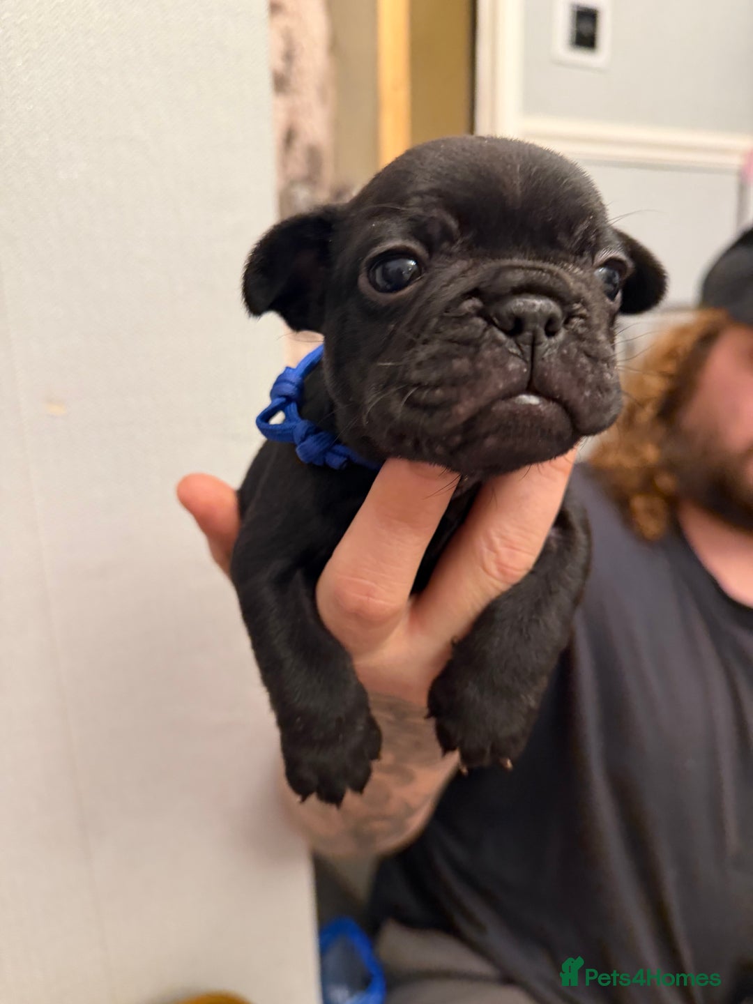 French Bulldog dogs for sale: French bulldog puppies  - Advert 4