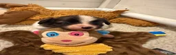 Papillon dogs for sale: KC Registered Male Papillon puppy for sale in Braintree - Advert 15