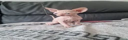 Sphynx cats for sale: Canadian Sphynx Kittens Looking for Loving Homes  - Advert 10