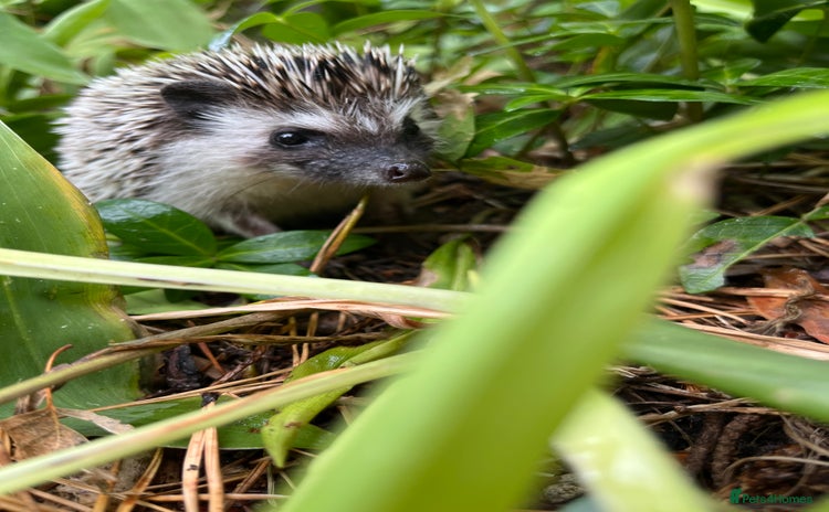 Pygmy Hedgehog rodents - Advert 2