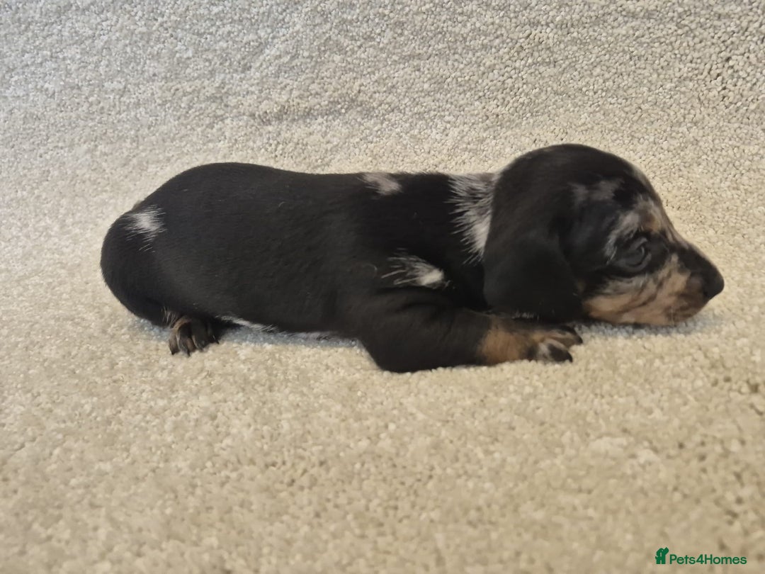 Dachshund dogs for sale: BEAUTIFUL MINI DACSHUNDS - Image 14