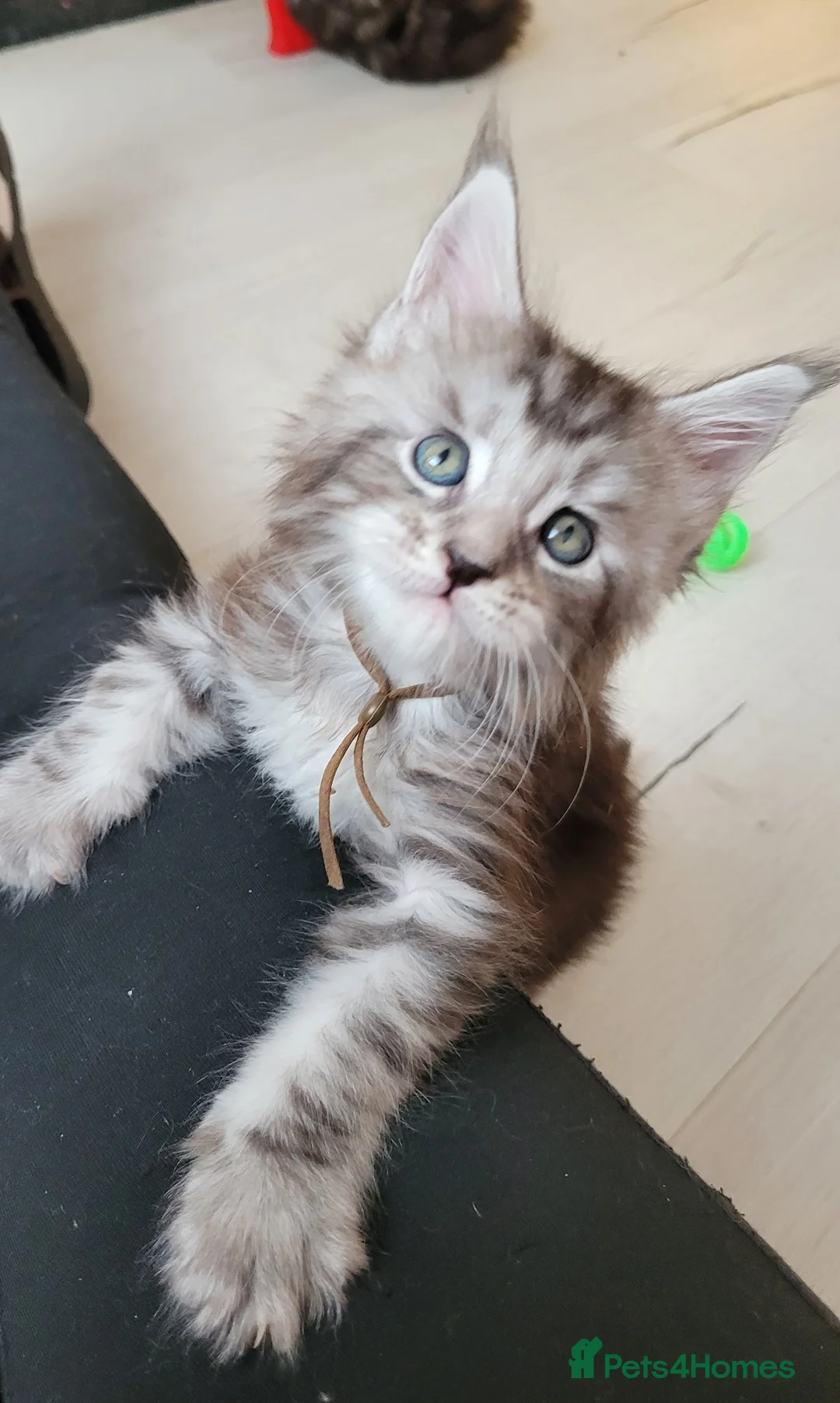 Maine Coon cats for sale: Tica registered maine coon kittens  - Advert 15