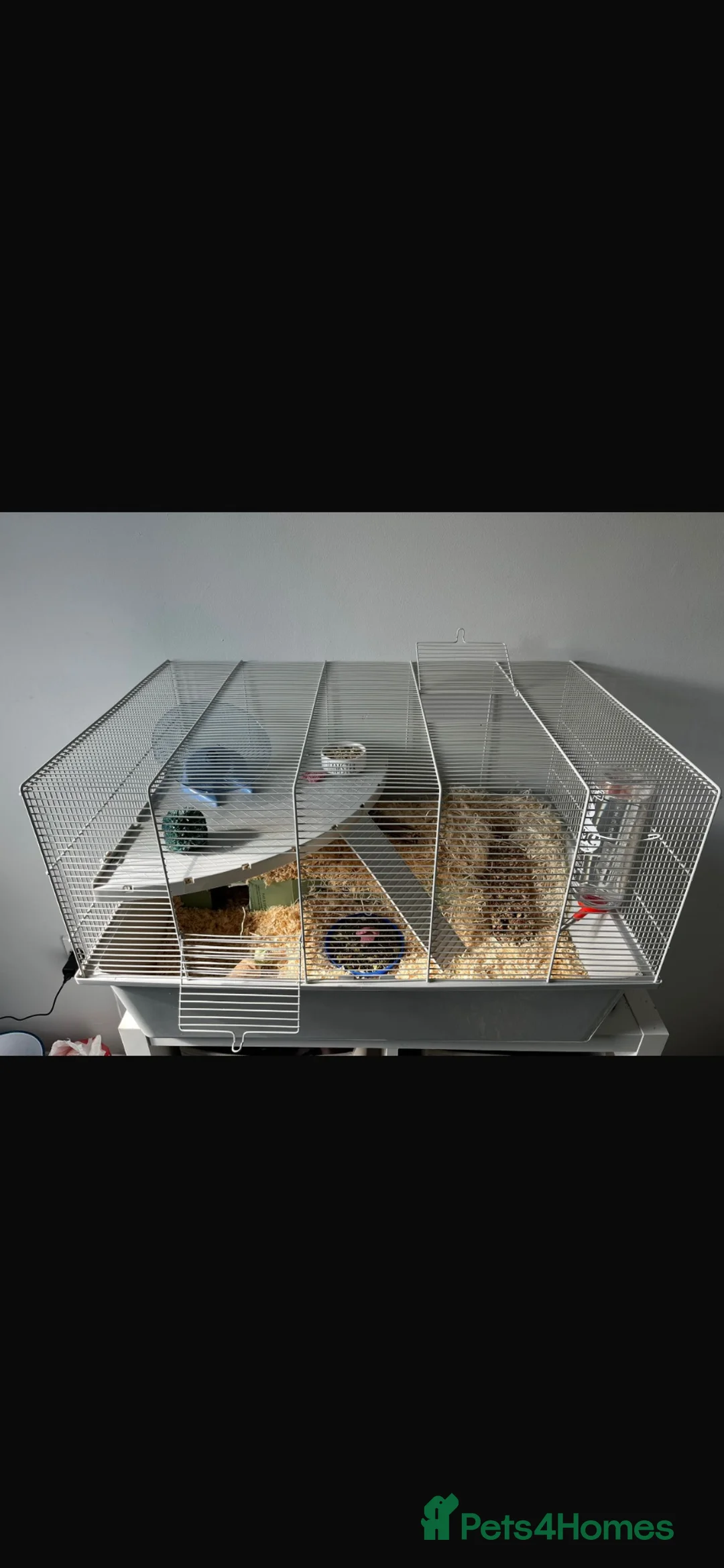 Hamster rodents for sale: Syrian Hamster for sale - Advert 3