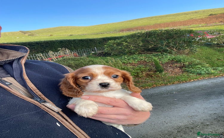 Cavalier King Charles Spaniel dogs - Advert 9