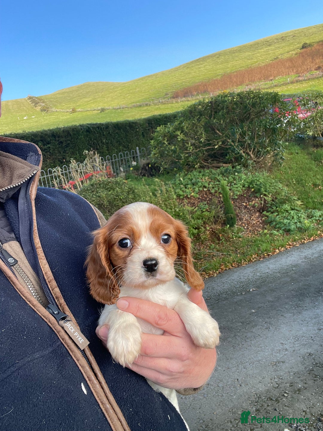 Cavalier King Charles Spaniel dogs for sale: King Charles cavalier puppies  - Image 1