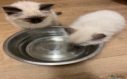 Ragdoll cats for sale: Ragdoll kittens boys and girls - Image 22