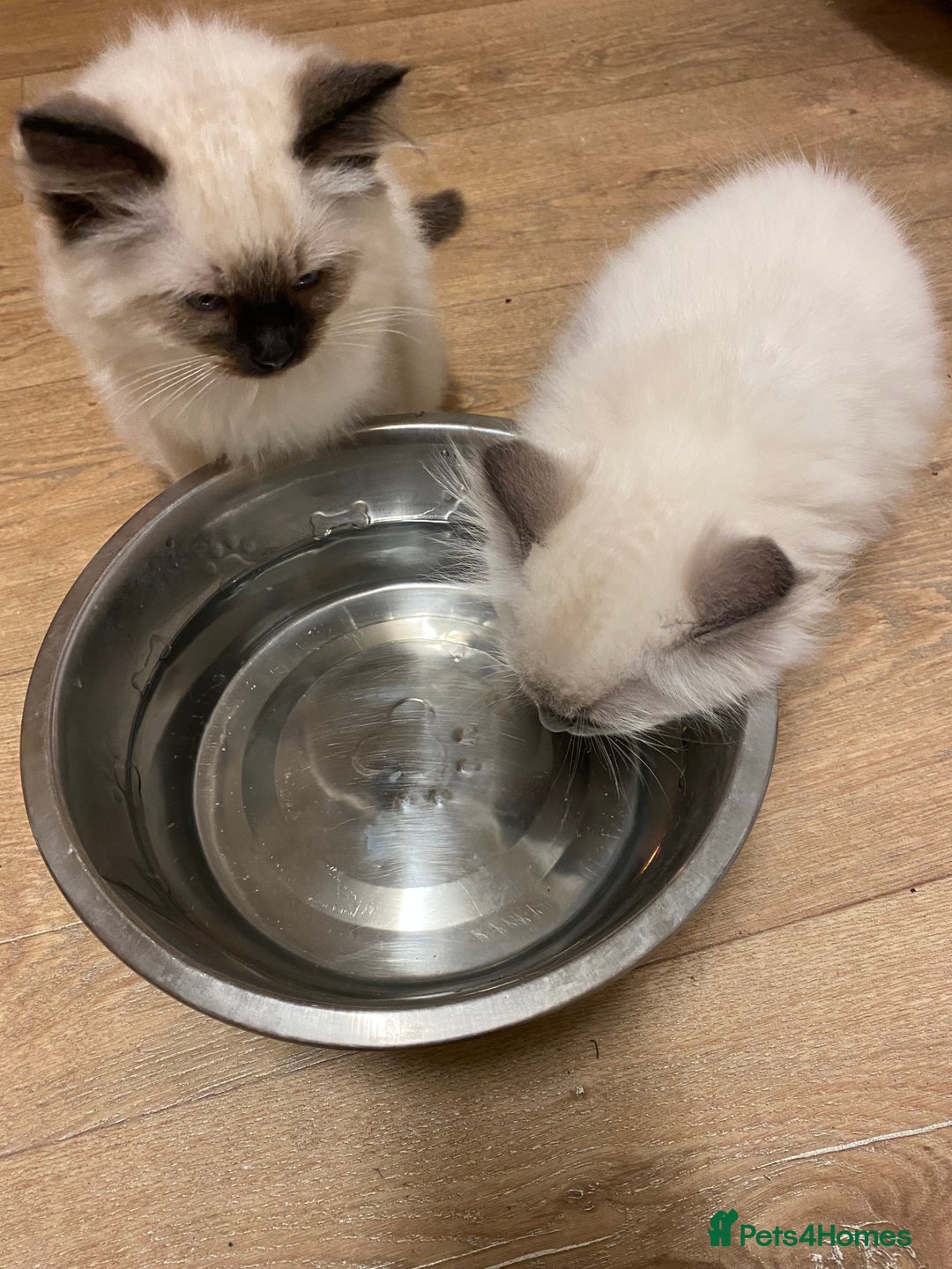 Ragdoll cats for sale: Ragdoll kittens boys and girls - Image 22