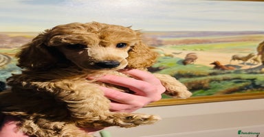 Miniature Poodle dogs - Advert 1