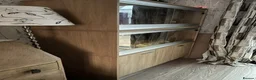 Python Snake reptiles for sale: Royal Python  in Deeside - Advert 3