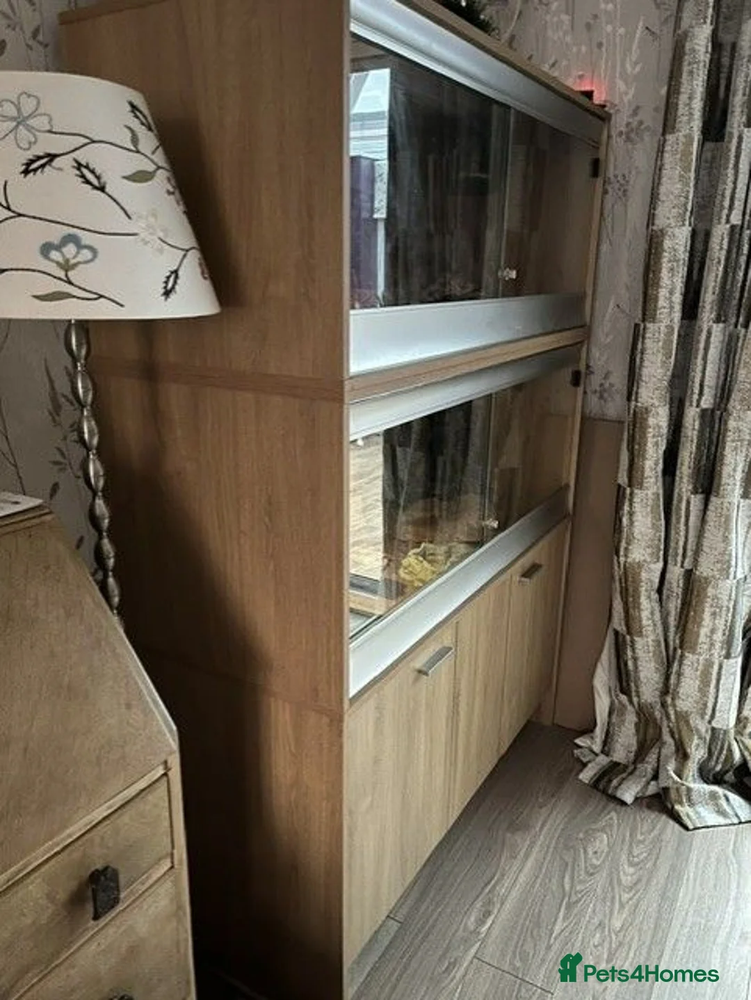 Python Snake reptiles for sale: Royal Python  in Deeside - Advert 3