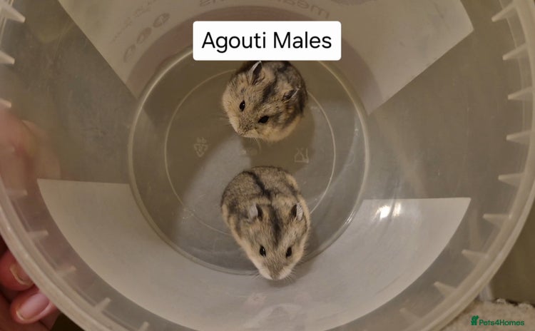 Hamster rodents - Advert 3