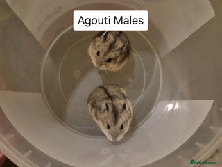 Hamster rodents - Advert 17