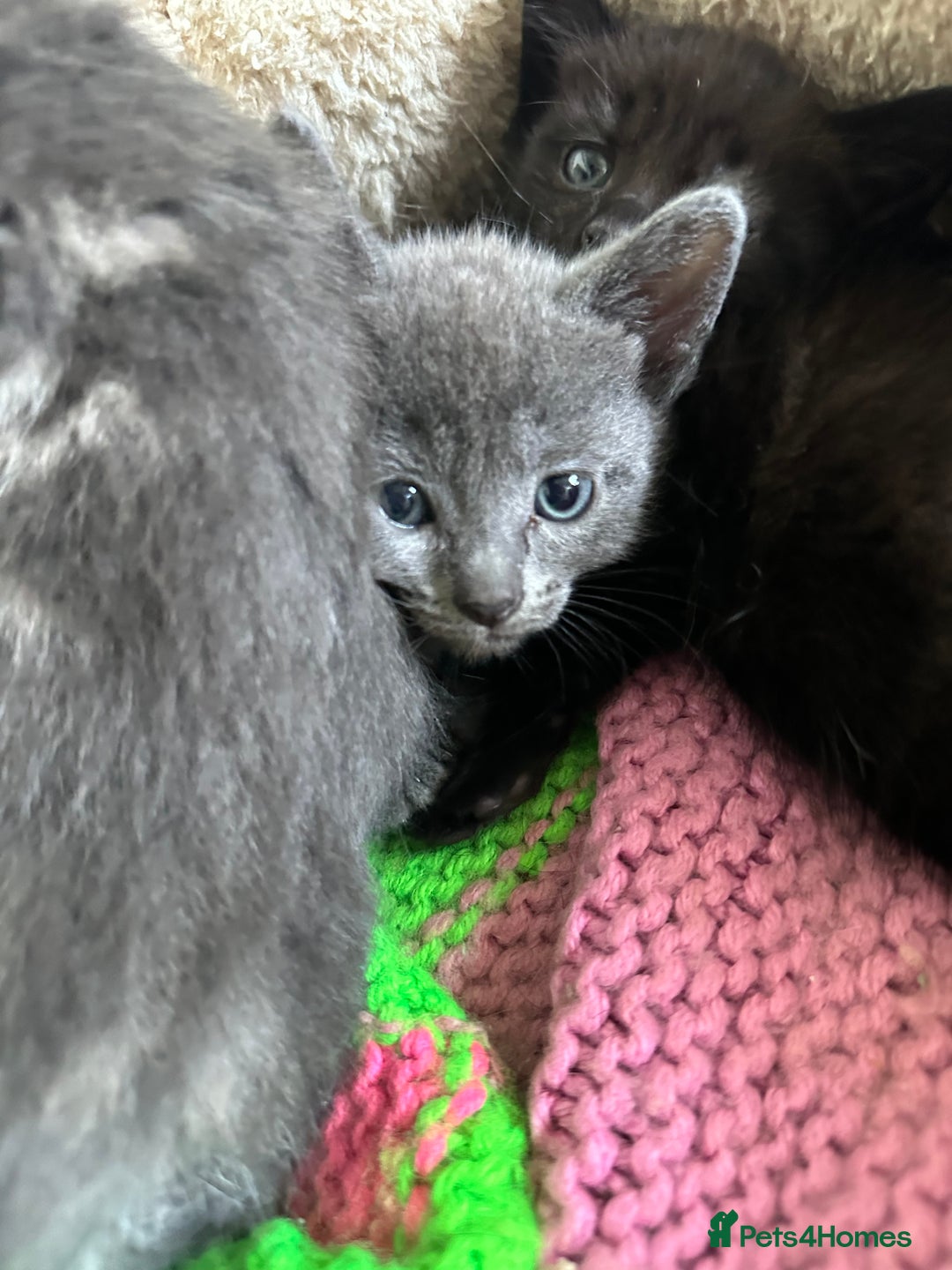 Mixed Breed cats for sale: Beautiful litter off kittens  - Image 10