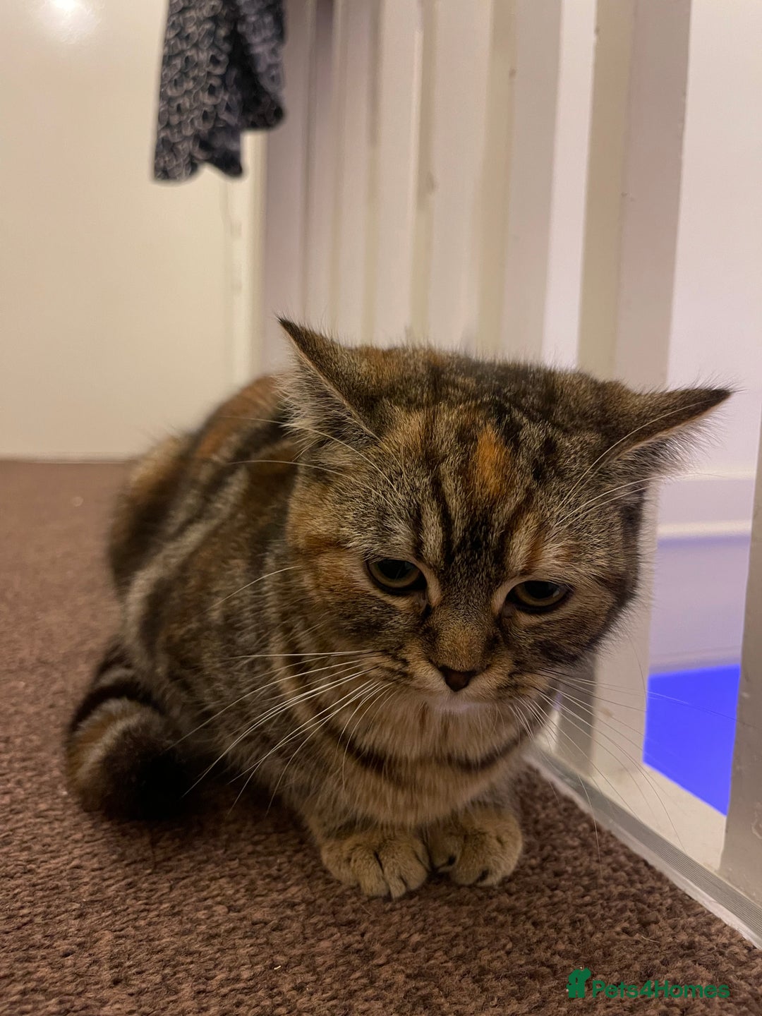 Persian cats for sale: Persian Cat  - Advert 4