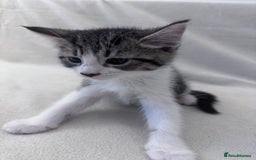 Mixed Breed cats for sale: Cute kittens looking for nice home  - Image 15