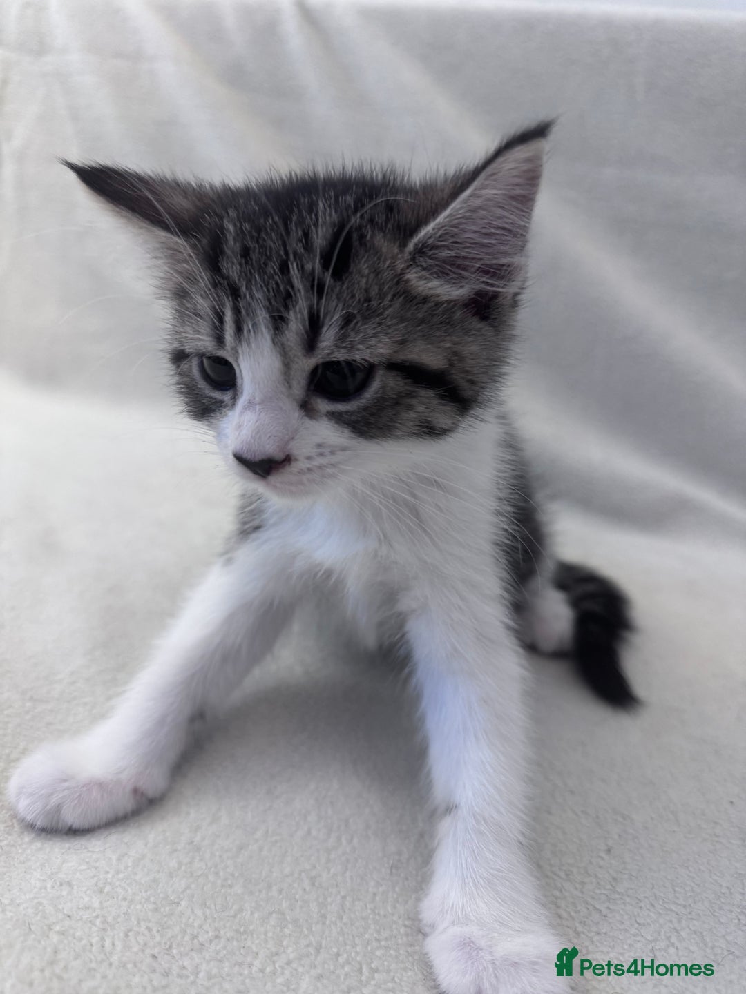 Mixed Breed cats for sale: Cute kittens looking for nice home  - Image 15