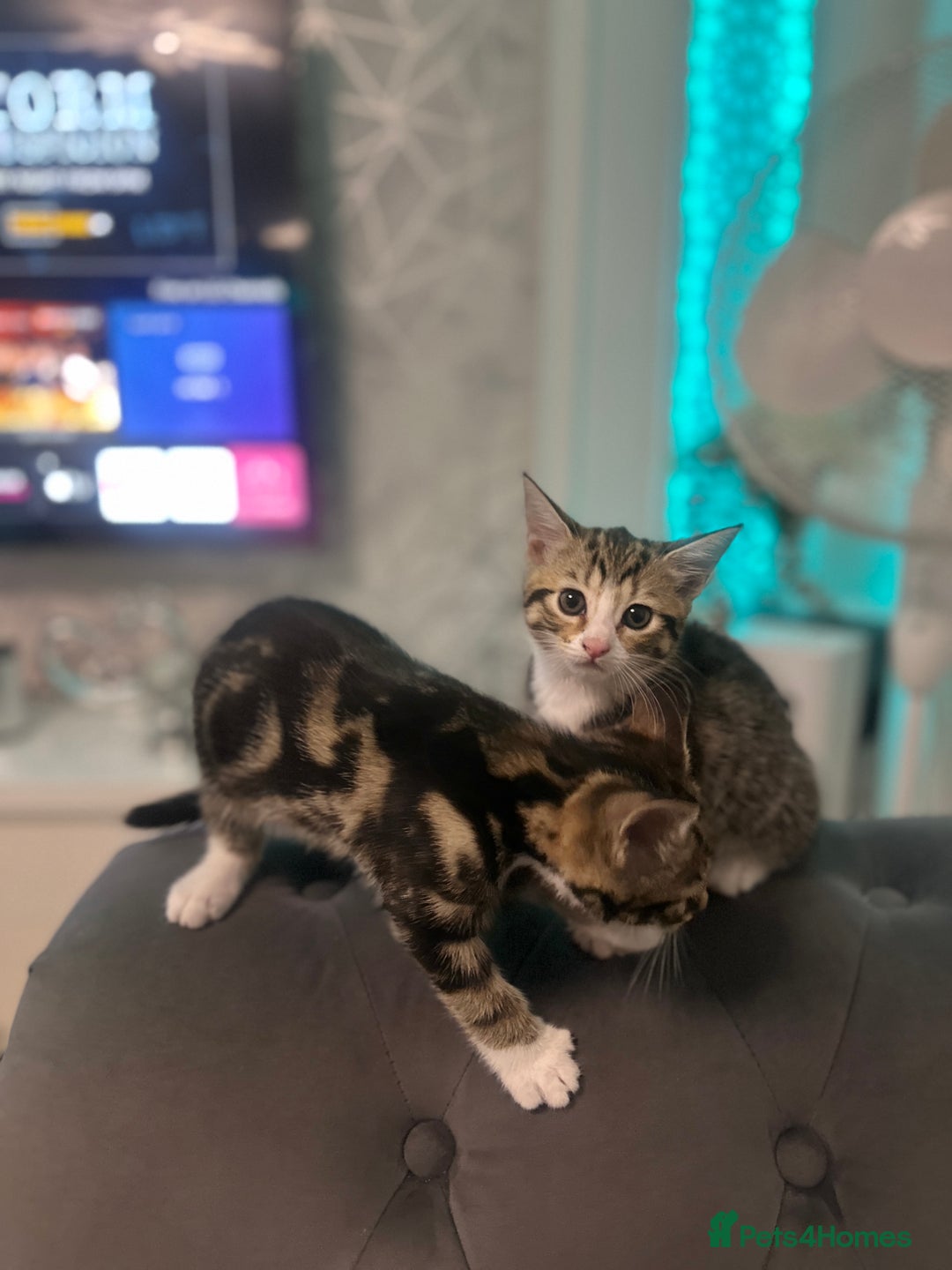 Bengal cats for sale: Playful bengal kittens for rehoming! - Image 3