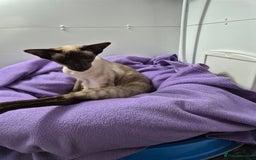Siamese cats for stud: Seal Point Siamese at stud in Burnley - Image 4
