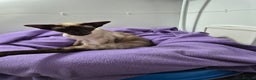 Siamese cats for stud: Seal Point Siamese at stud in Burnley - Advert 4