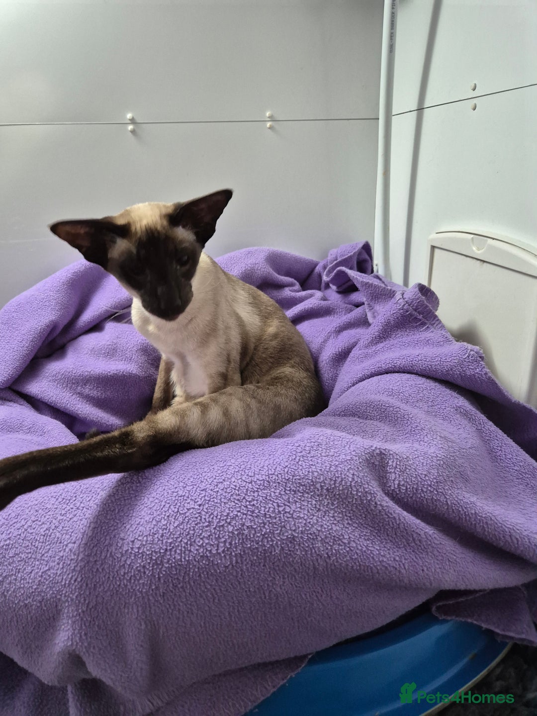 Siamese cats for stud: Seal Point Siamese at stud in Burnley - Image 4