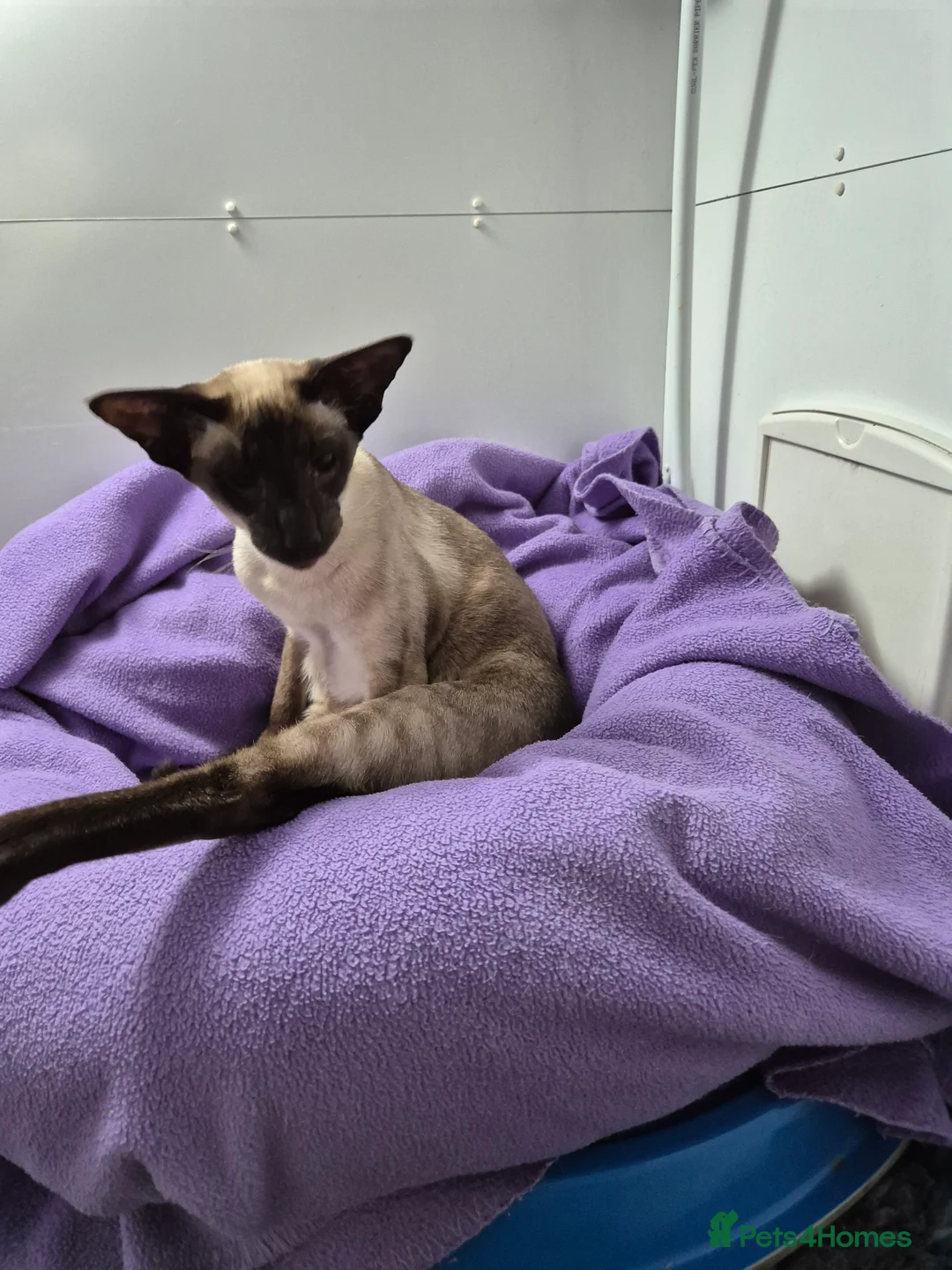 Siamese cats for stud: Seal Point Siamese at stud in Burnley - Advert 4