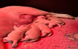 Labrador Retriever dogs for sale: Beautiful Labrador Puppies - Image 12