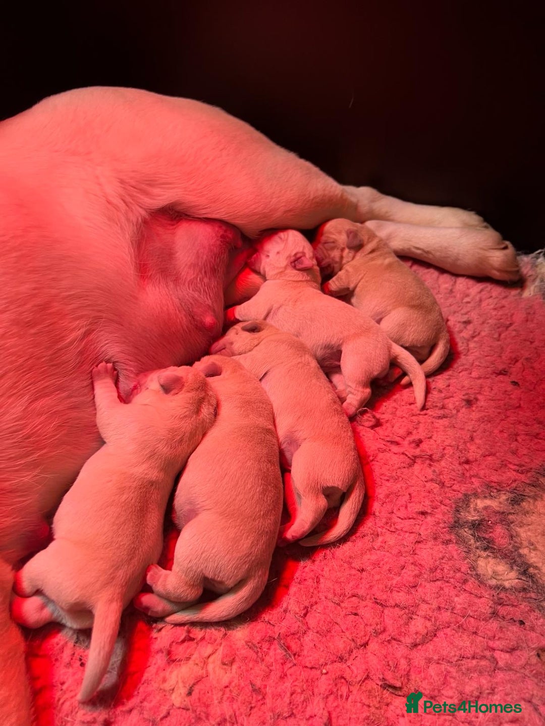 Labrador Retriever dogs for sale: Beautiful Labrador Puppies - Image 12
