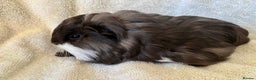 Guinea Pig rodents for sale: Young Sheltie Pets - Advert 6