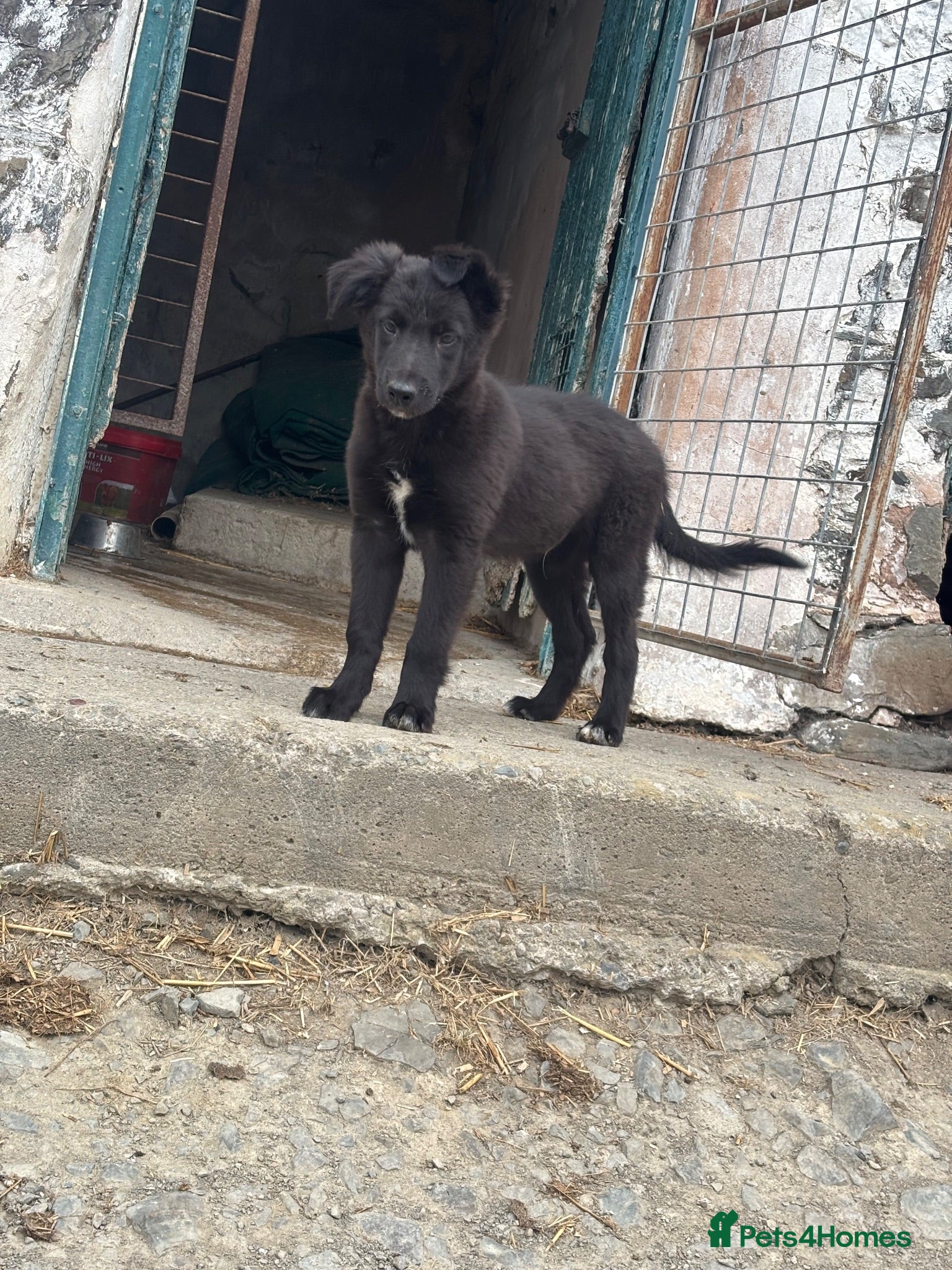 Mixed Breed dogs 1 gorgeous black and white boy left!! - Advert 3