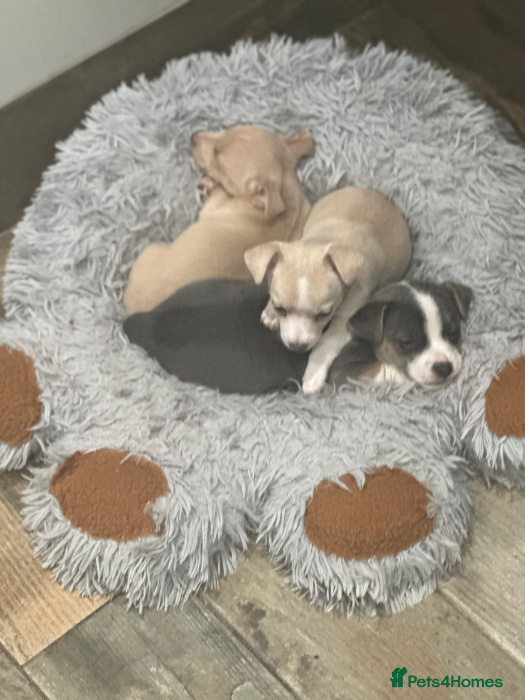 Jack Russell dogs for sale: Jack Russell puppies miniature - Advert 9