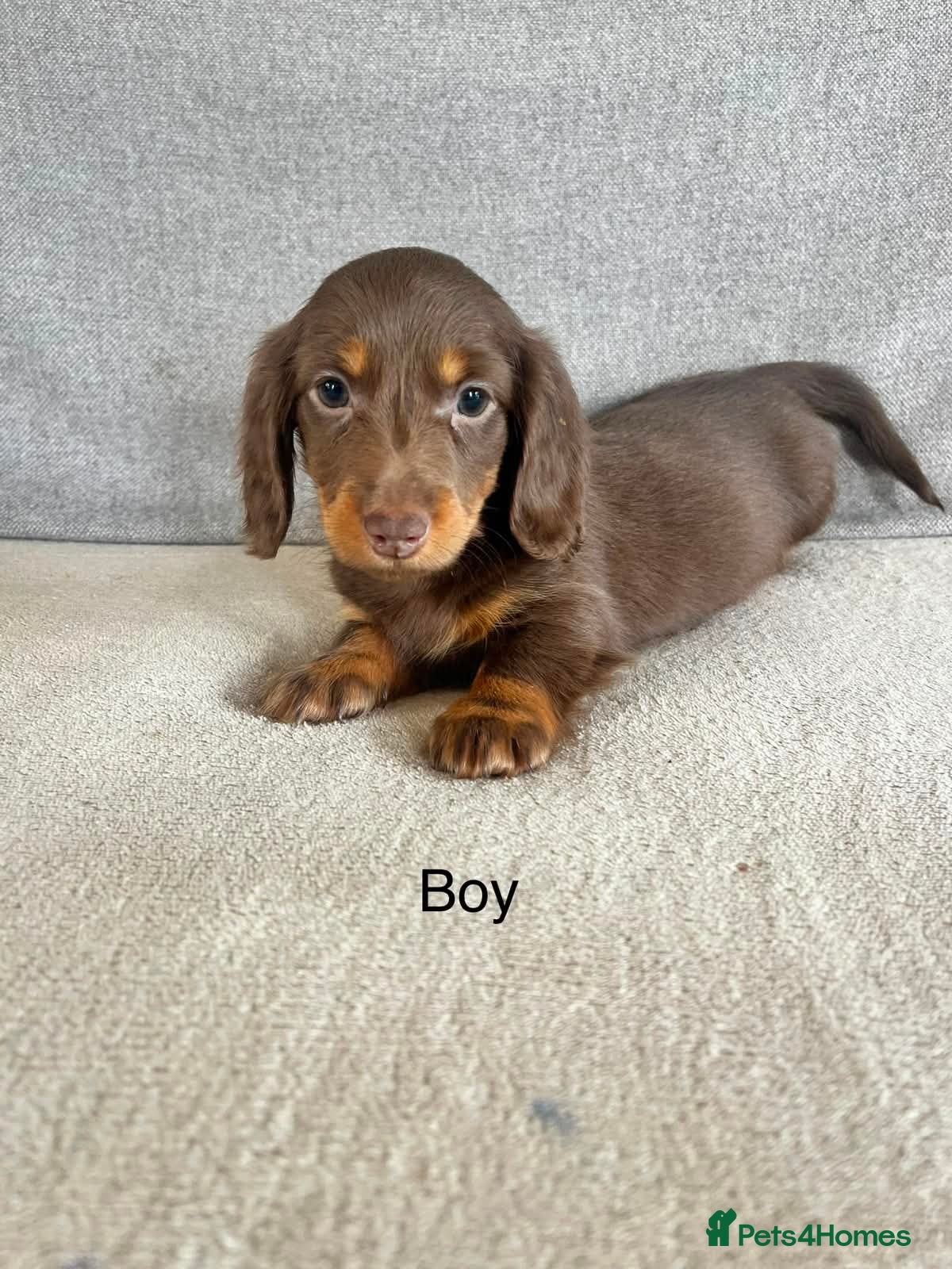 Dachshund dogs Stunning long hair mini dachshunds  - Advert 6