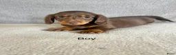 Dachshund dogs for sale: Stunning long hair mini dachshunds  - Advert 1