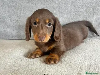Dachshund dogs Stunning long hair mini dachshunds - Advert 6