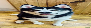 Tony