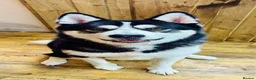 Mixed Breed dogs for sale: Tony-5 year old Siberian husky - Advert 2