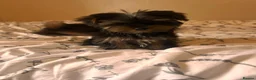 Yorkshire Terrier dogs for sale: Yorkshire terrier puppies  - Advert 8