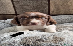 English Springer Spaniel dogs for sale: Quality ESS KC Reg Health Tested Parents 5⭐️ - Image 8