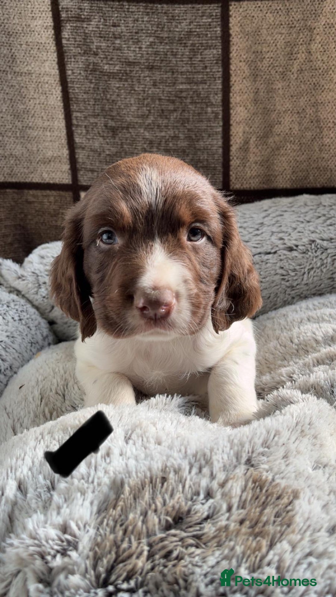 English Springer Spaniel dogs for sale: Quality ESS KC Reg Health Tested Parents 5⭐️ - Image 8