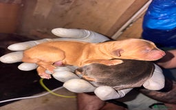 Mixed Breed dogs for sale: ❣️ beautiful Puppie’s ❣️ - Image 19