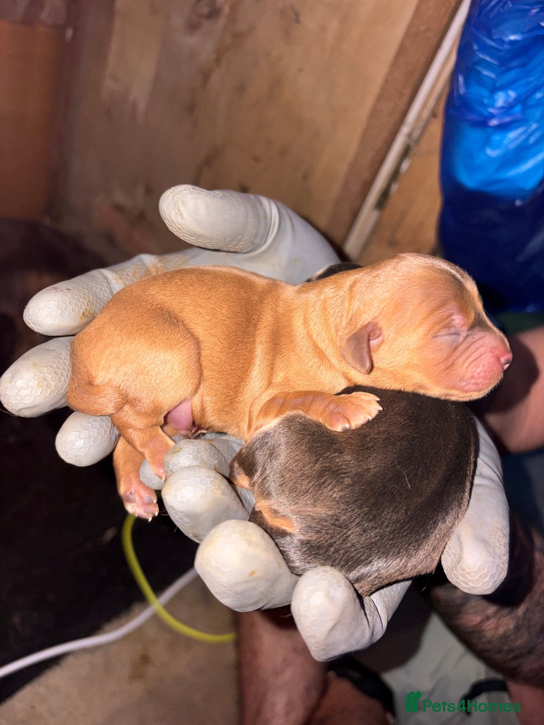 Mixed Breed dogs for sale: ❣️ beautiful Puppie’s ❣️ - Image 19