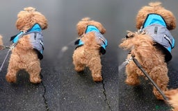 Miniature Poodle dogs for sale: MINIATURE POODLE PUPPIES.   - Advert 21