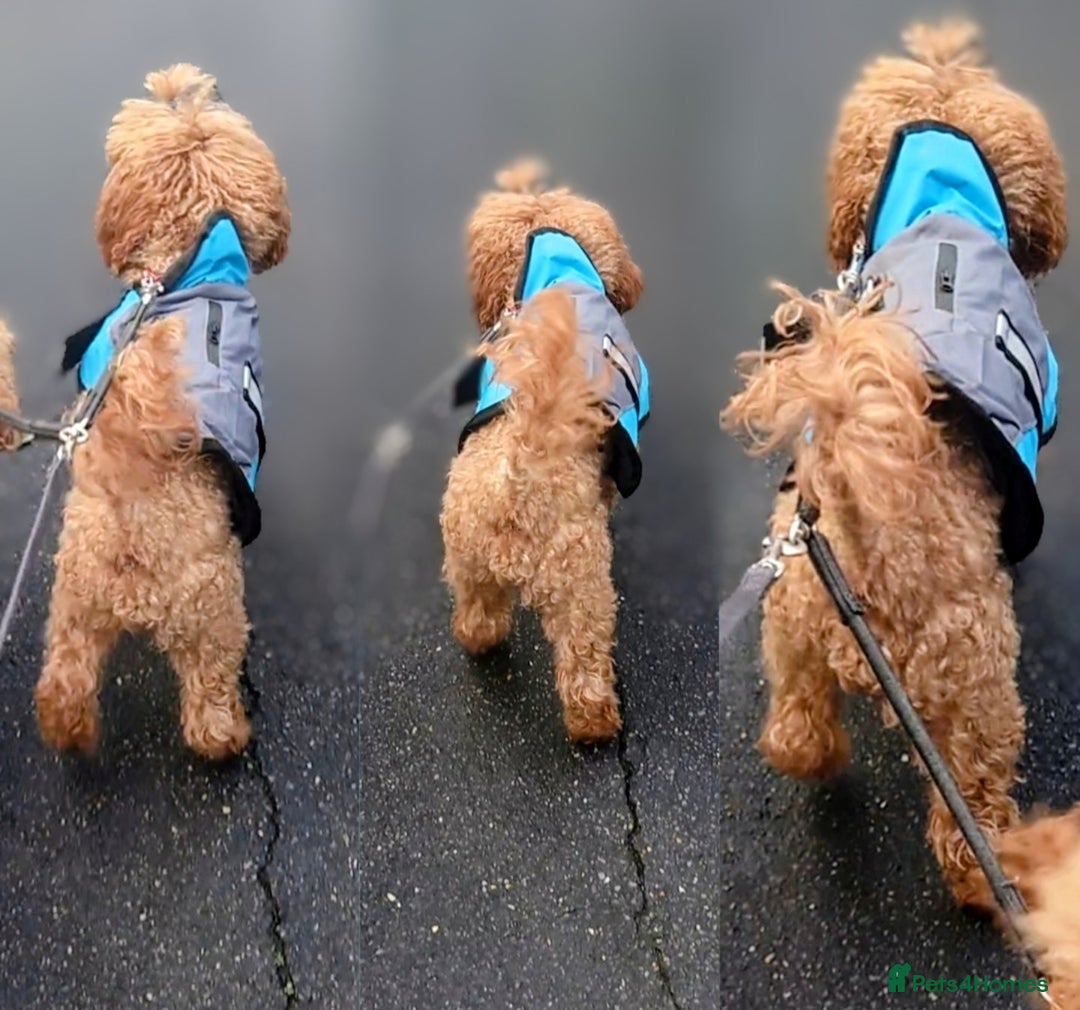 Miniature Poodle dogs for sale: MINIATURE POODLE PUPPIES.   - Advert 21