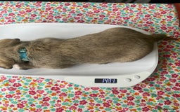 Mixed Breed dogs for sale: Doxie - chon puppies for sale - Image 9