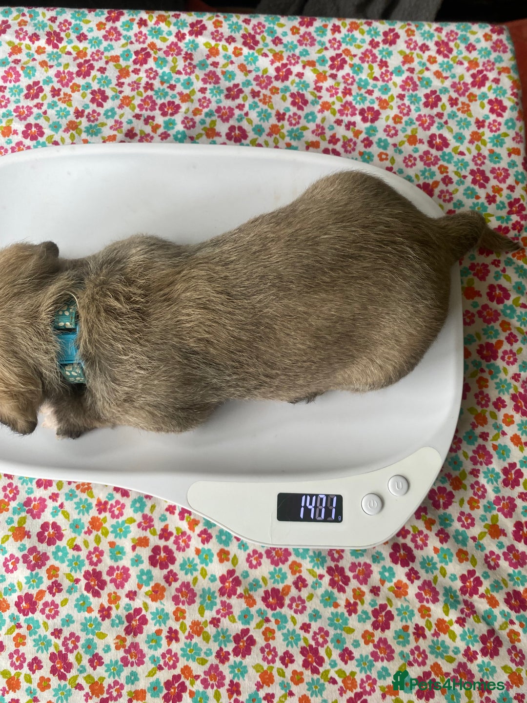 Mixed Breed dogs for sale: Doxie - chon puppies for sale - Image 9